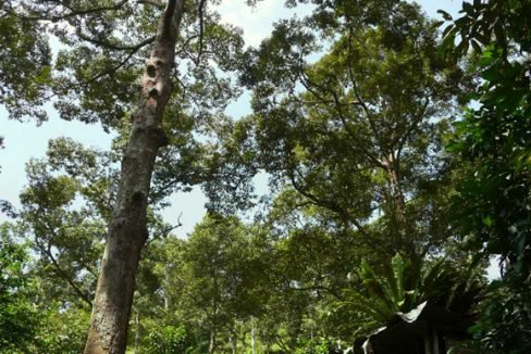Jambu-Rias-1p3-acres-tall-tree