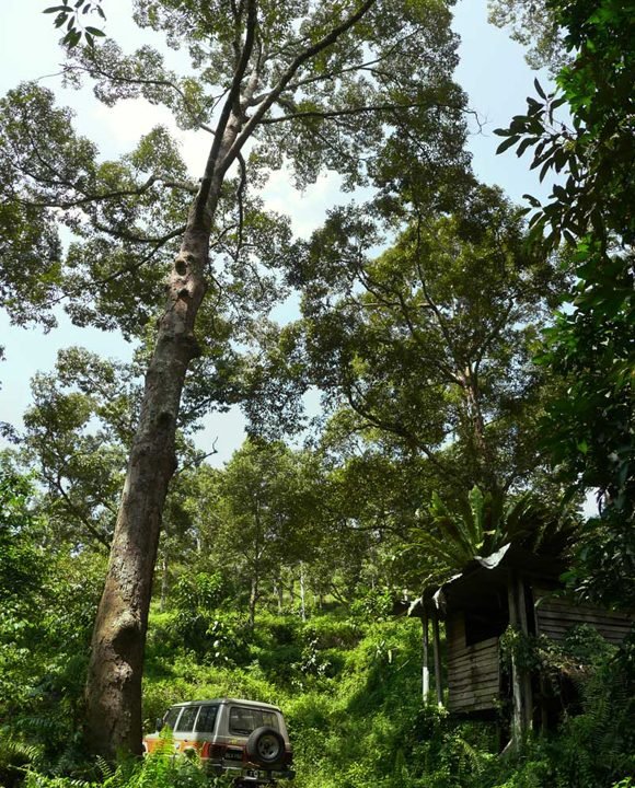 Jambu-Rias-1p3-acres-tall-tree