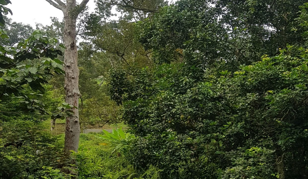 Jambu-Rias-2019-2