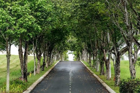Leisure farm trees lining road