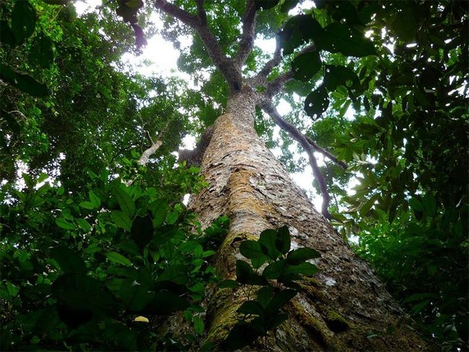 Kuala Kangsar – 1,000 acres Logging Timber, rubber replanting