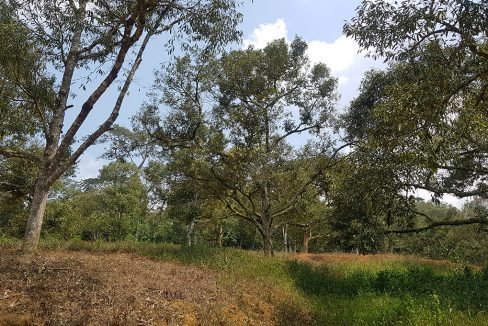 Dong durian orchard