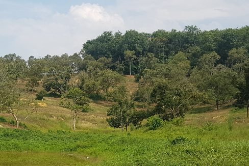 Dong durian orchard ponds and gentle hills