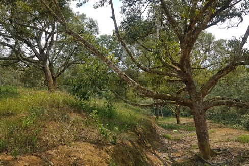 Dong durian orchard2
