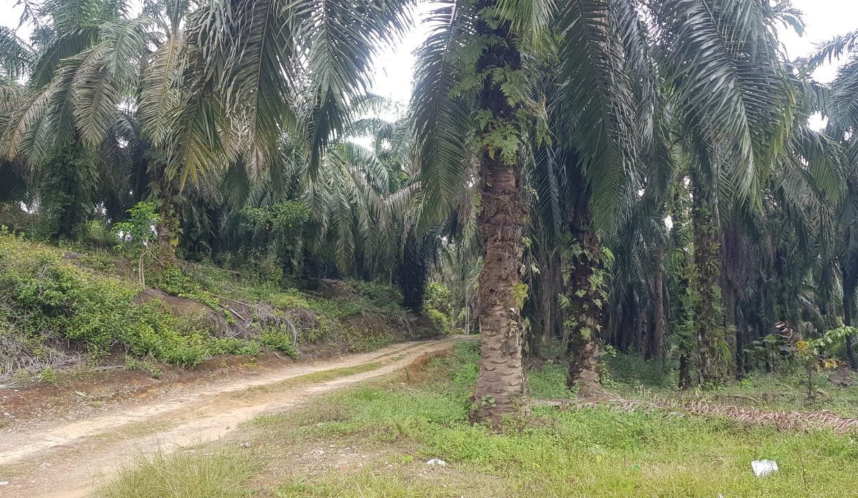 Batu Kurau 240 acres-Entrance