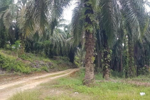 Batu Kurau 240 acres-Entrance