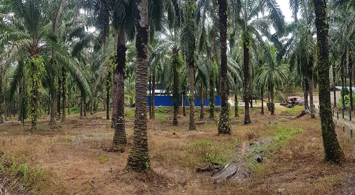 Batu Kurau 240 acres entrance to 2nd lot