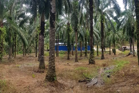 Batu Kurau 240 acres entrance to 2nd lot