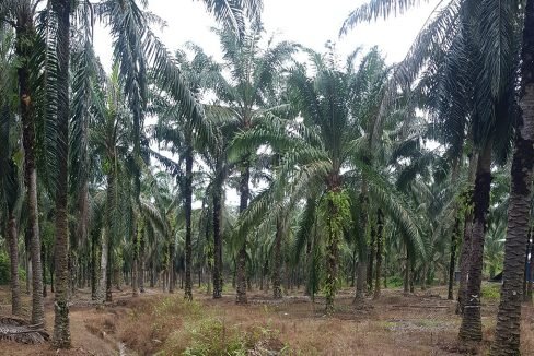 Batu Kurau 240 acres flat land