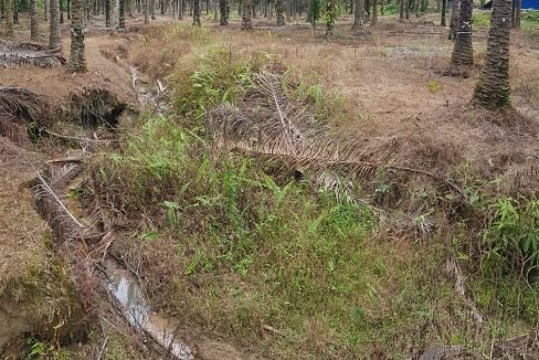 Batu Kurau 240 acres stream