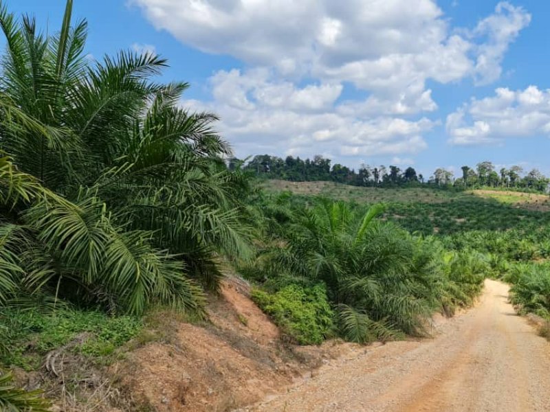 Gua Musang 4,000 acres (Private) mature oil palm plantation (Planted