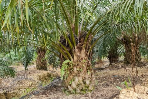 Gua Musang LK 5 - Edited