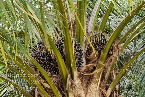 Gua Musang LK 6 - Edited