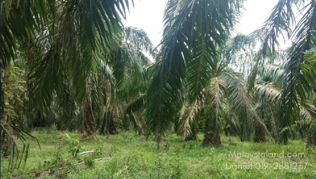 tapah land for sale