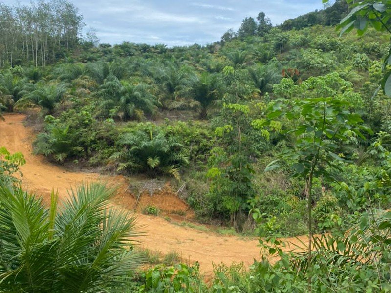 Slim River, Perak 9 acres Freehold Oil Palm Land with Water Source (3