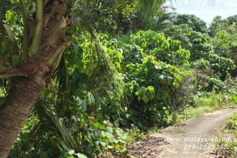 Website - Tioman 7