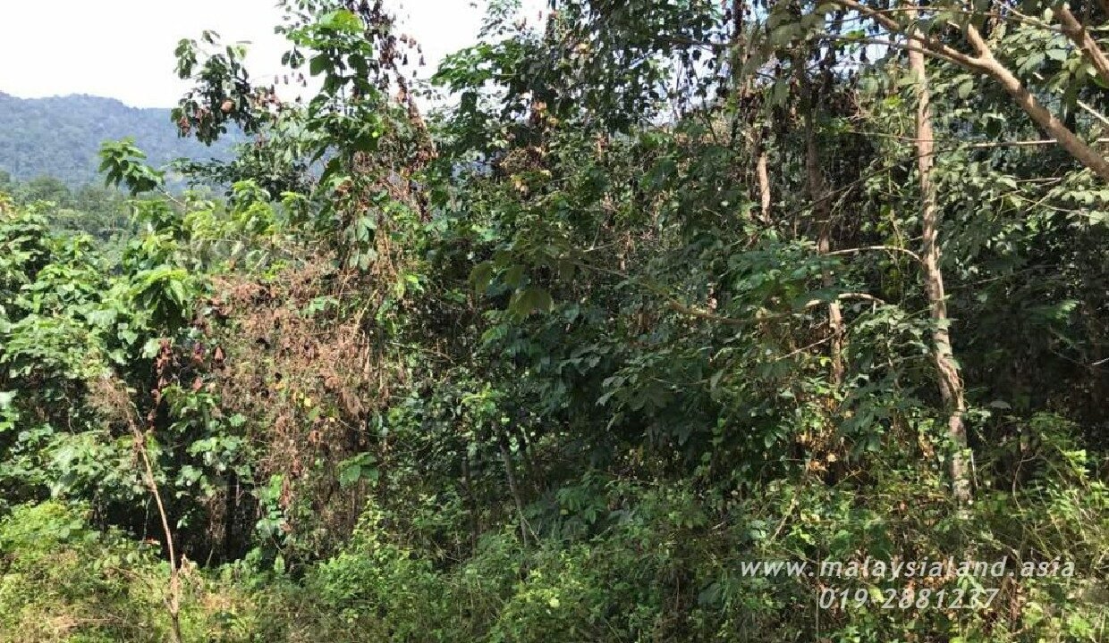 Website - Tioman 9
