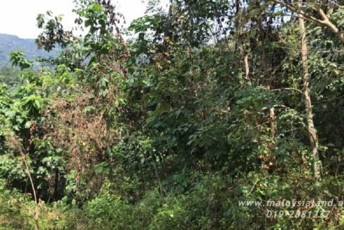 Website - Tioman 9