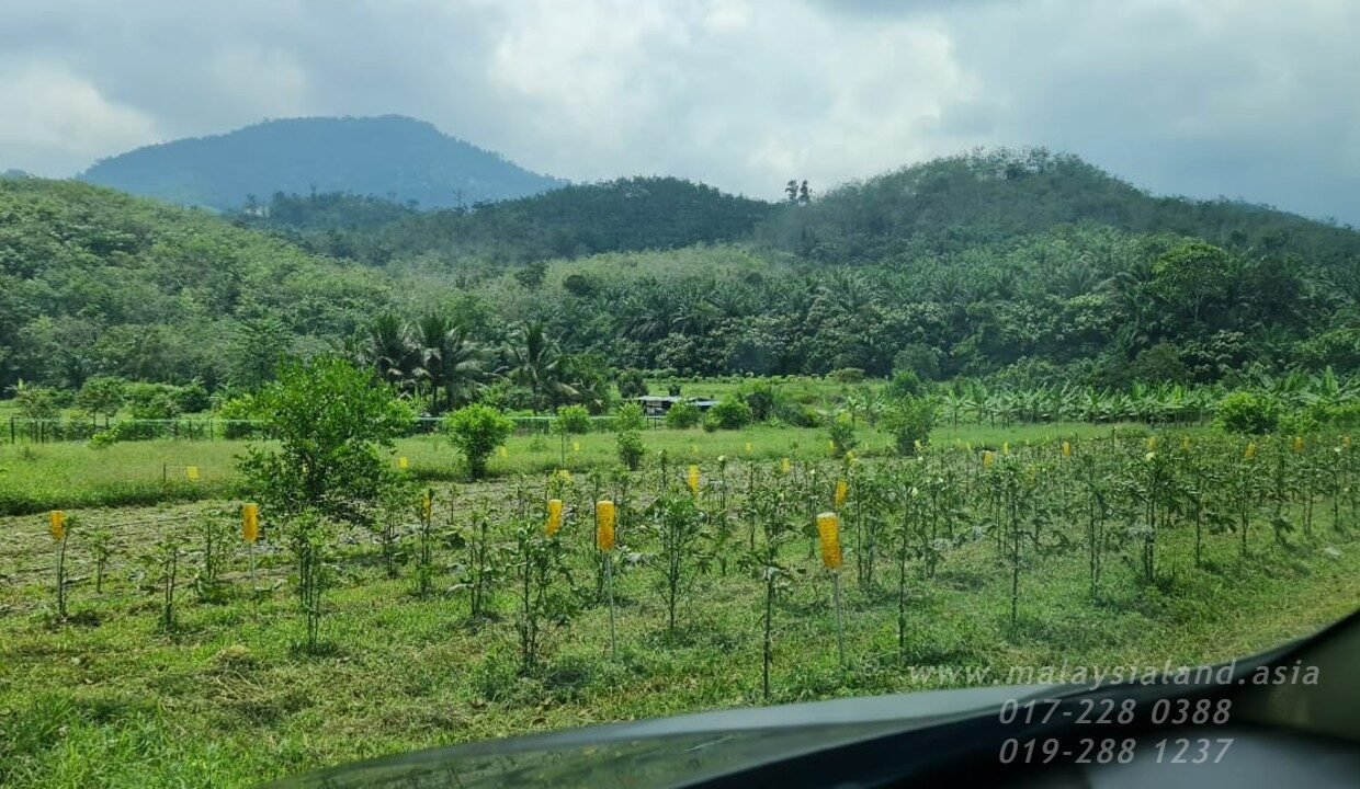 Website - Karak 11a - Vege Farm 1