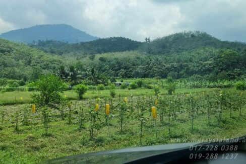 Website - Karak 11a - Vege Farm 1