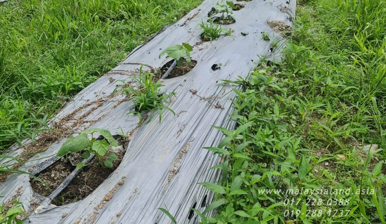 Website - Karak 11a Vege Farm