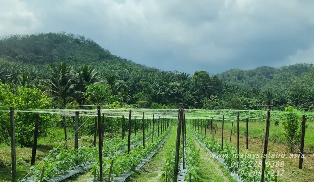 Website - Karak 11a - Vege Farm 4