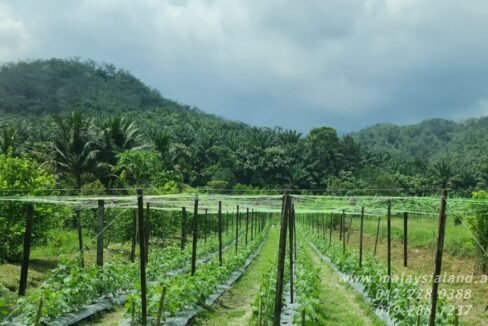 Website - Karak 11a - Vege Farm 4