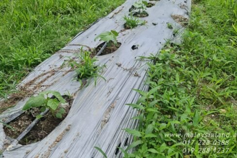 Website - Karak 11a Vege Farm
