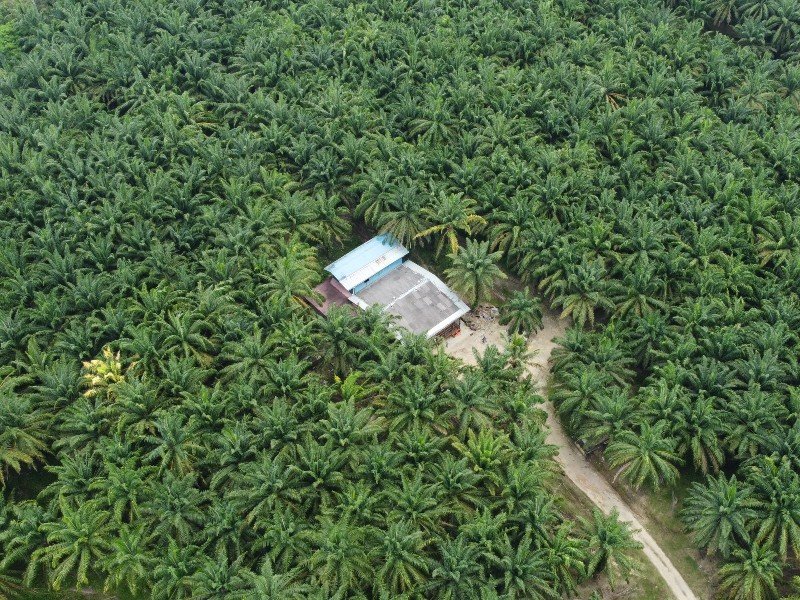 Baling, Kedah 251 acres Freehold Oil Palm Plantation 华玲251英亩永久油棕园