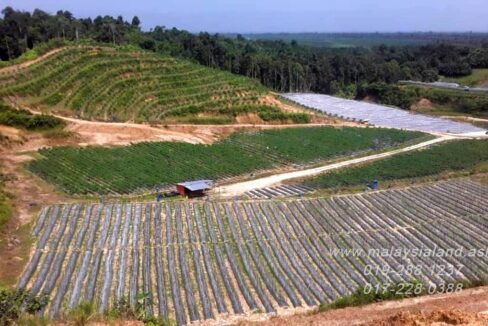 Website - Chili Plant farm