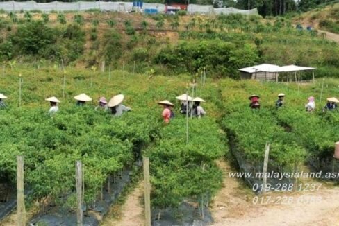 Website - Chili Plant farm with workers