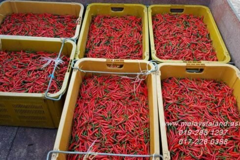 Website - Chilies in basket
