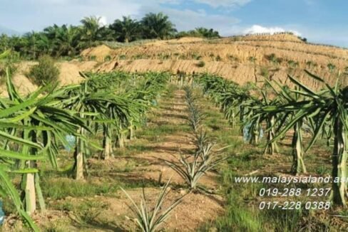 Website - Dragon Fruit Farm (1)