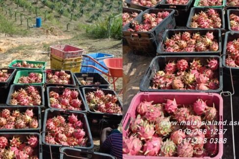 Website - Dragon Fruits in Basket