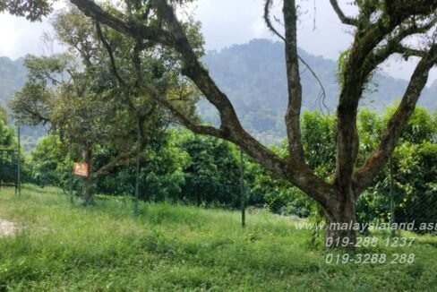 Website - Durian tree and other fruit trees