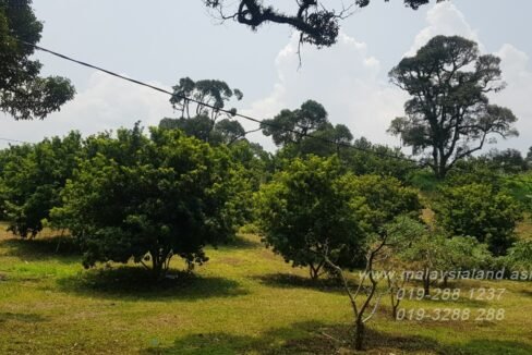 Website - Fruit Trees
