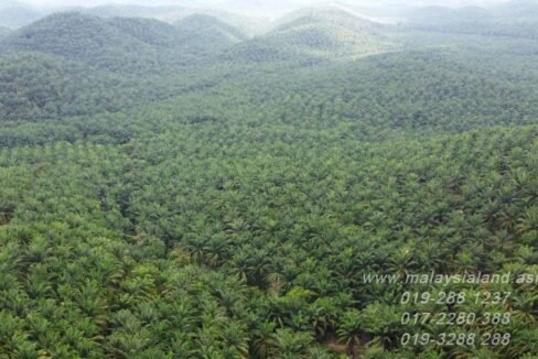 Website - Oil Palm Plantation