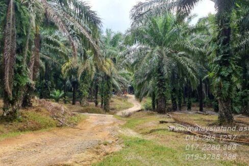 Website - Oil Palm Plantation 2