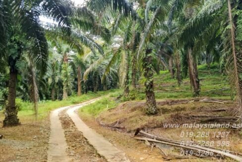 Website - Oil Palm Plantation 3