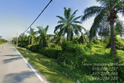 Website - Old oil palm
