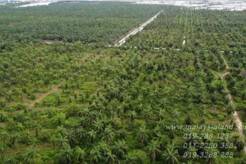 Website - Old oil palm estate