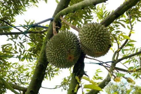 Website - Musang King Durian on tree