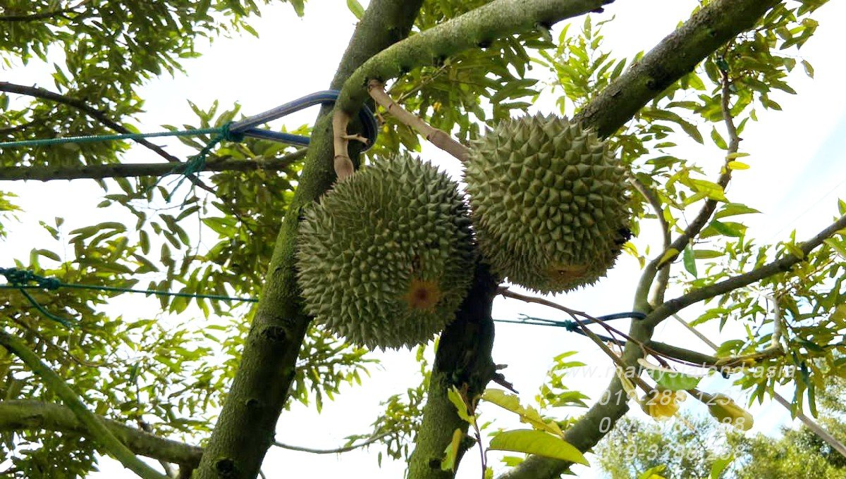 Website - Musang King Durian on tree