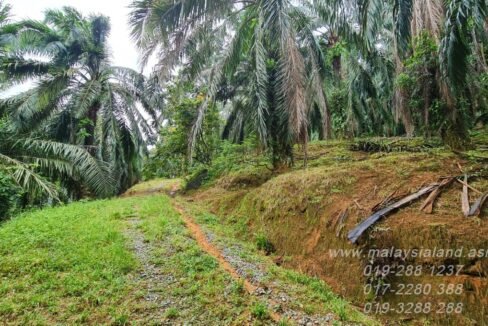 Website - Padang Gajah 11.5 acres - 2