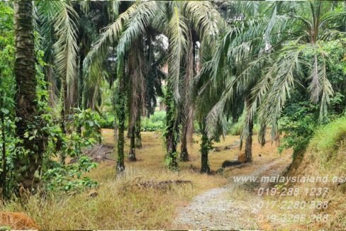 Website - Padang Gajah 11.5 acres - 3