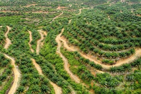Website - Gua Musang Oil Palm Plantation