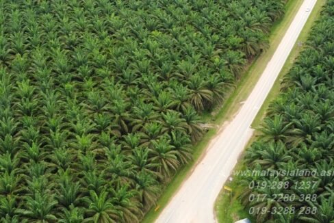 Website - Gua Musang Oil Palm Plantation 2