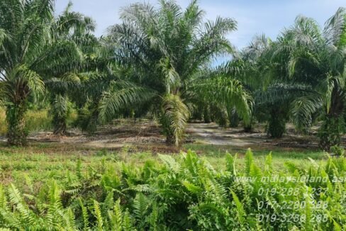 Website - Pengerang 30 acres - 3