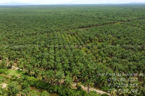 Batu Lekir 209 acres - Web post 2