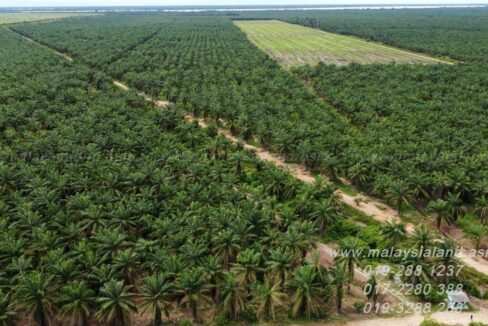 Batu Lekir 209 acres - Web post